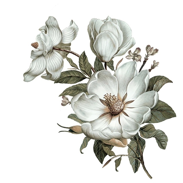 Wallsticker - Classic Magnolia / Left