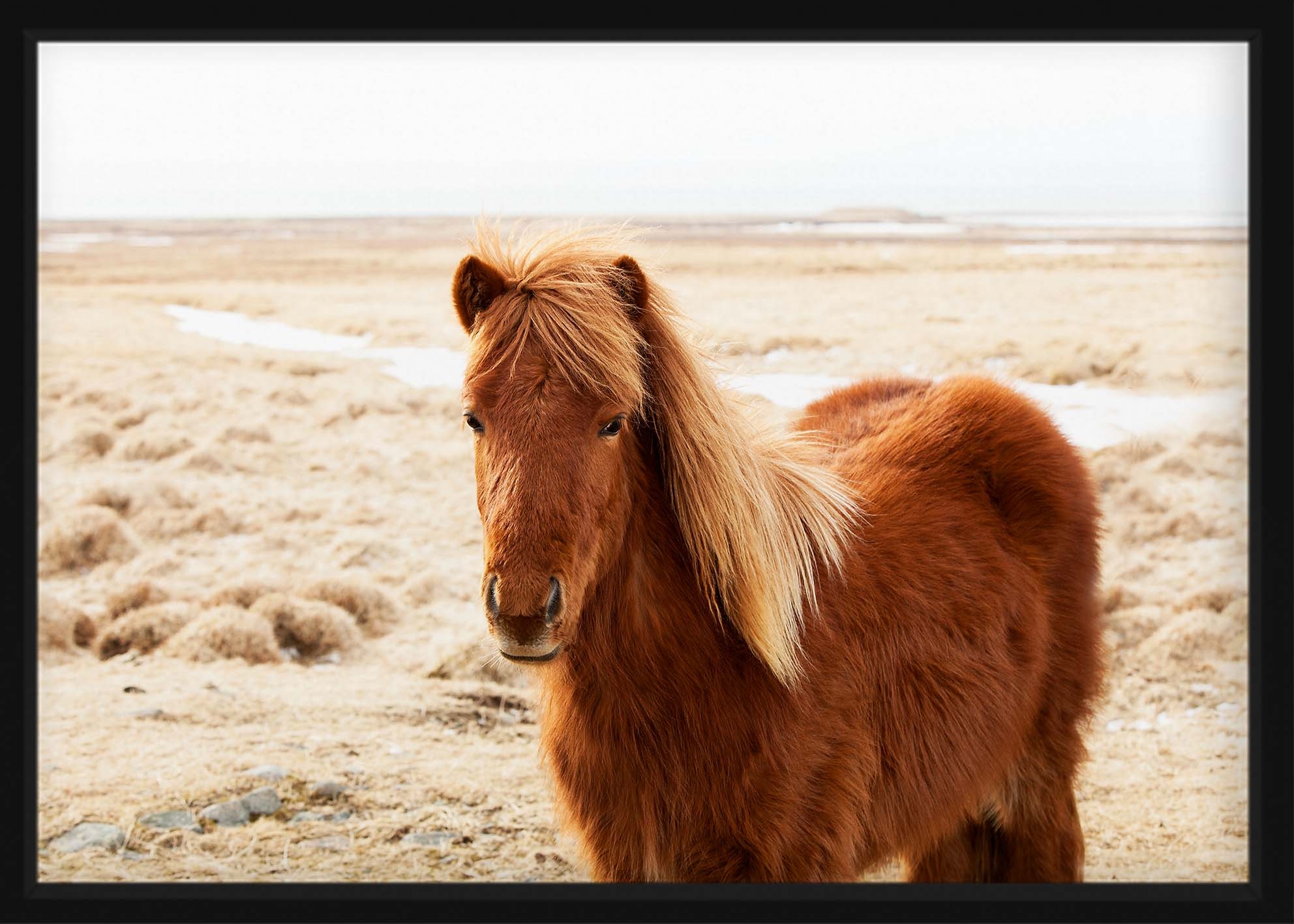 Poster - Portrait Icelandic Horse