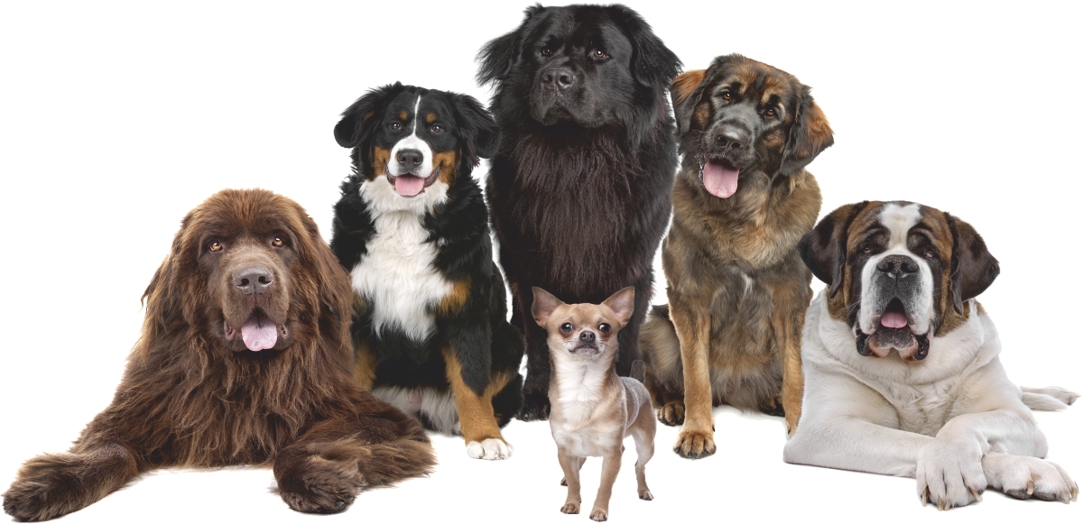 Wallsticker - Big Dogs and Chihuahua