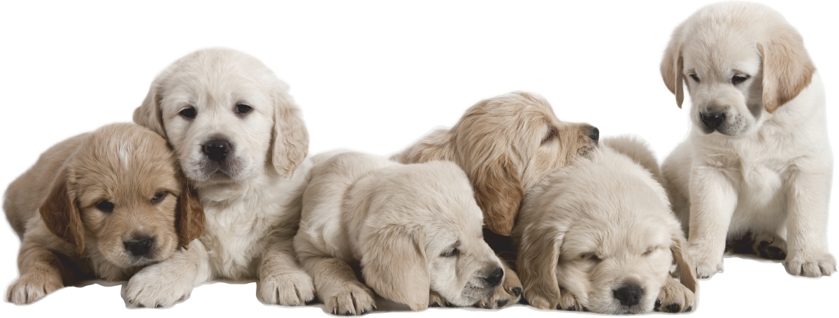 Wallsticker - Labrador Puppies / 02