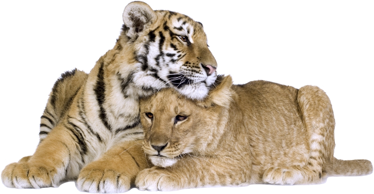 Wallsticker - Tiger and Lion