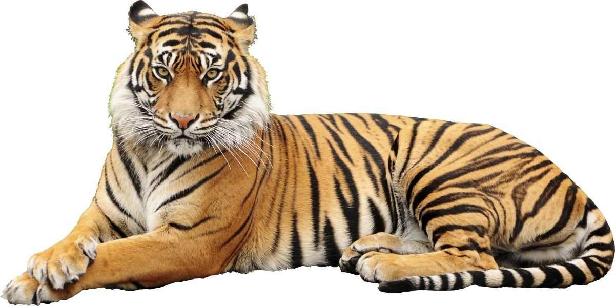 Wallsticker - Tiger / 02