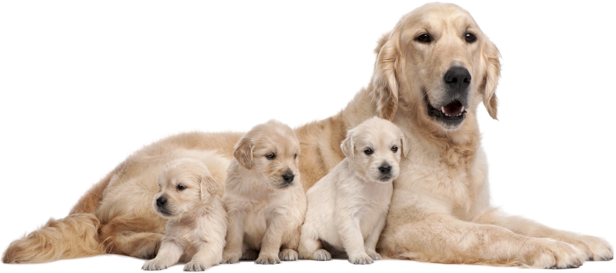 Wallsticker - Labrador