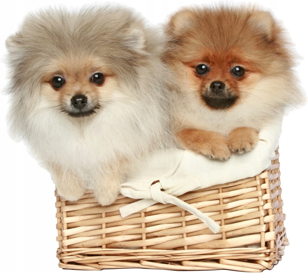Wallsticker - Dogs