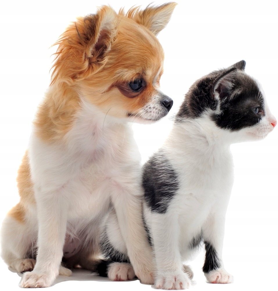 Wallsticker - Dog and Cat