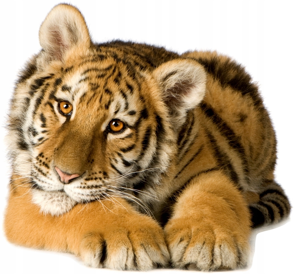 Wallsticker - Tiger