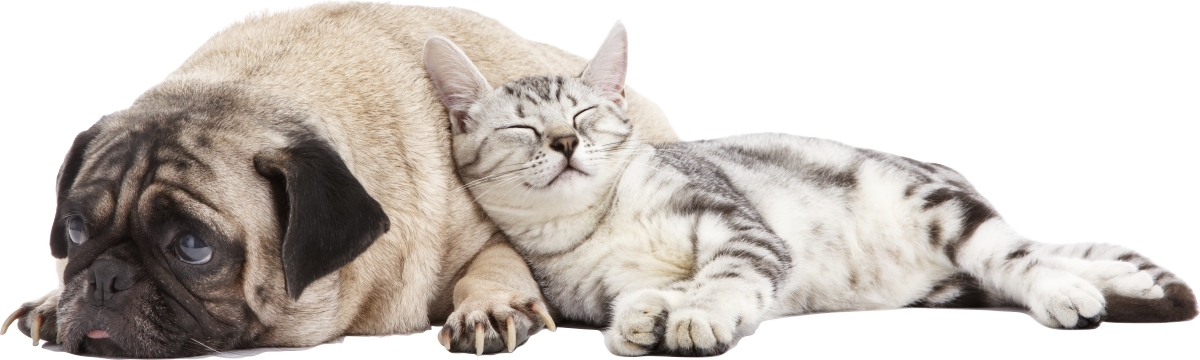 Wallsticker - Pug and Cat