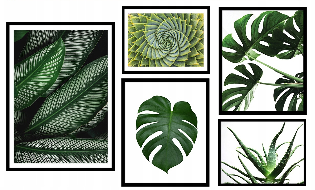 Posters - Cactus and Leaves / Set of 5