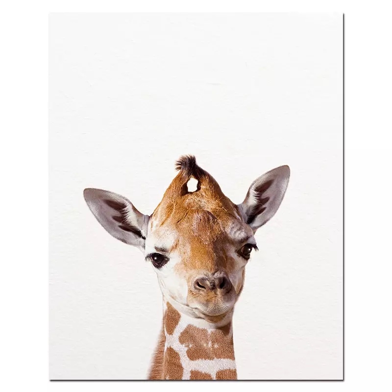 Poster -  Giraffe