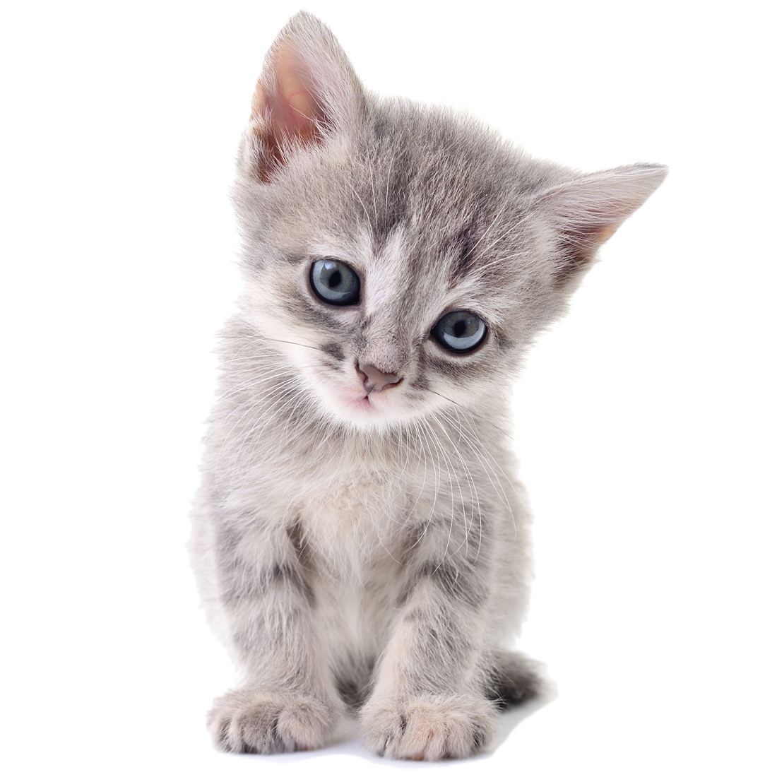 Wallsticker - Kitten