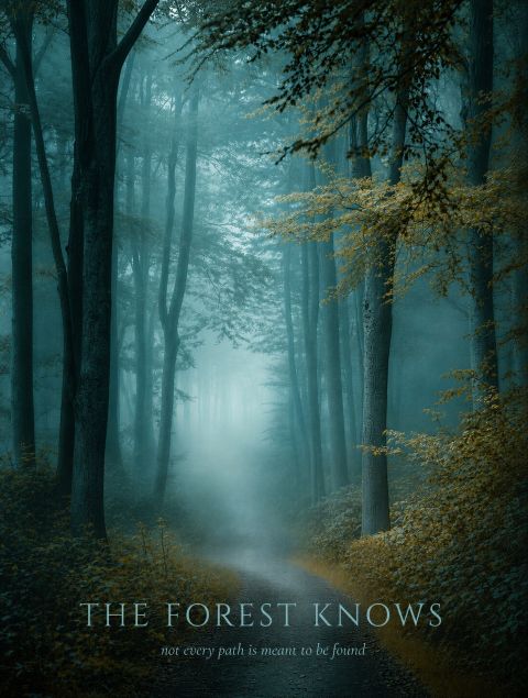 Poster - Forest Serenity