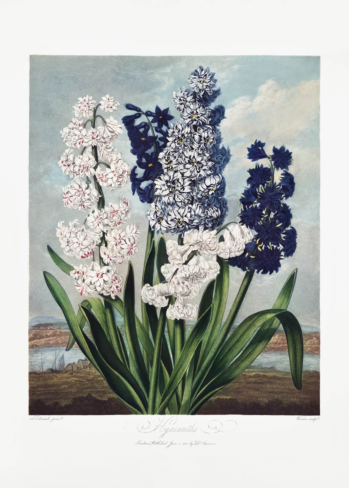Poster - Hyacinth Botanical Art
