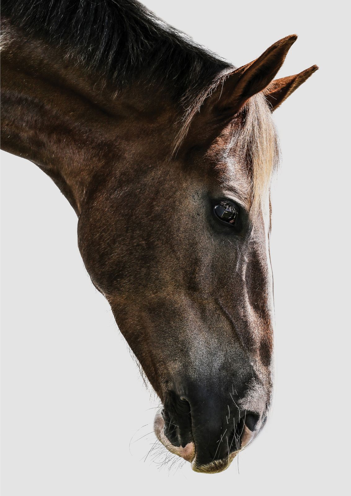 Poster - Horse Portrait