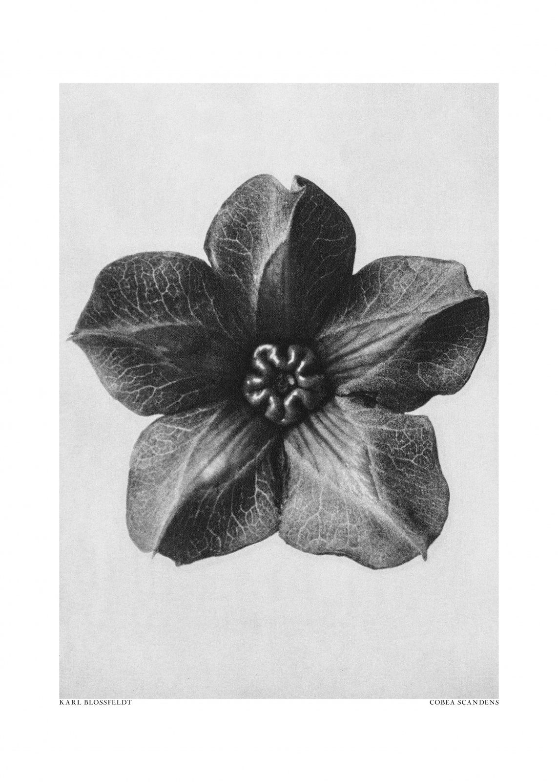 Poster - Cobaea Scandens Flower by Karl Blossfeldt
