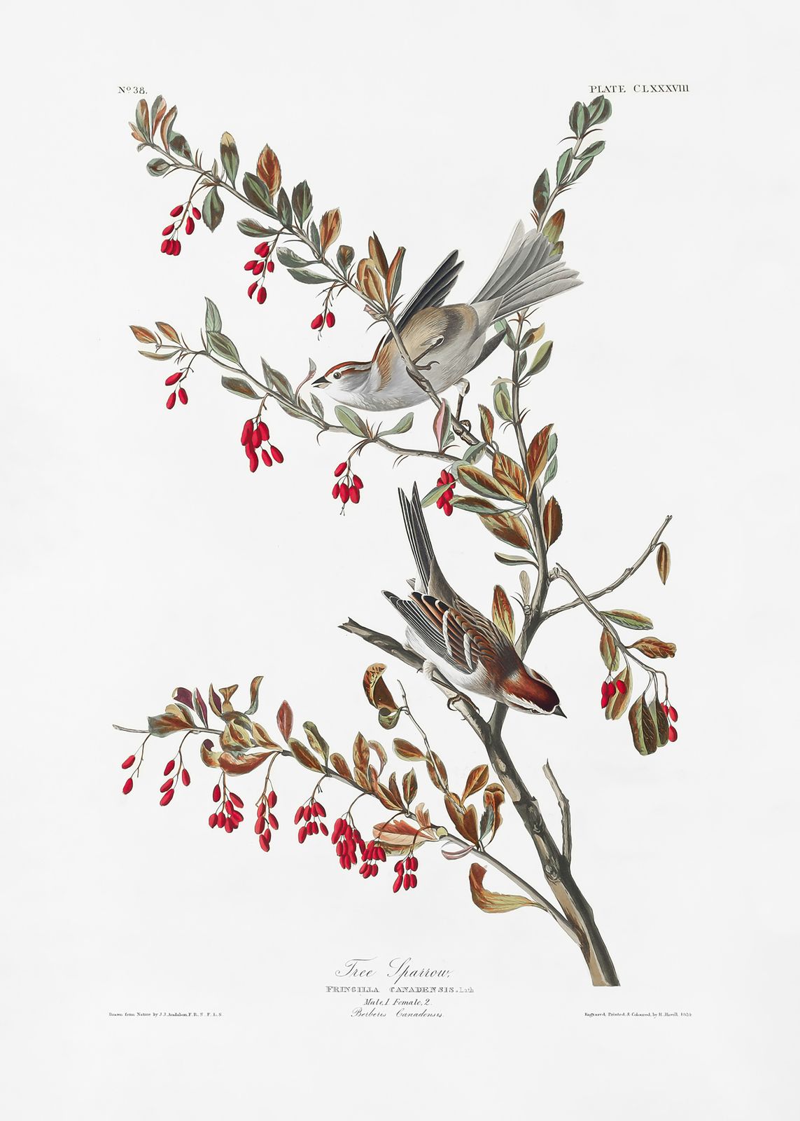 Poster - Tree Sparrow Artwork