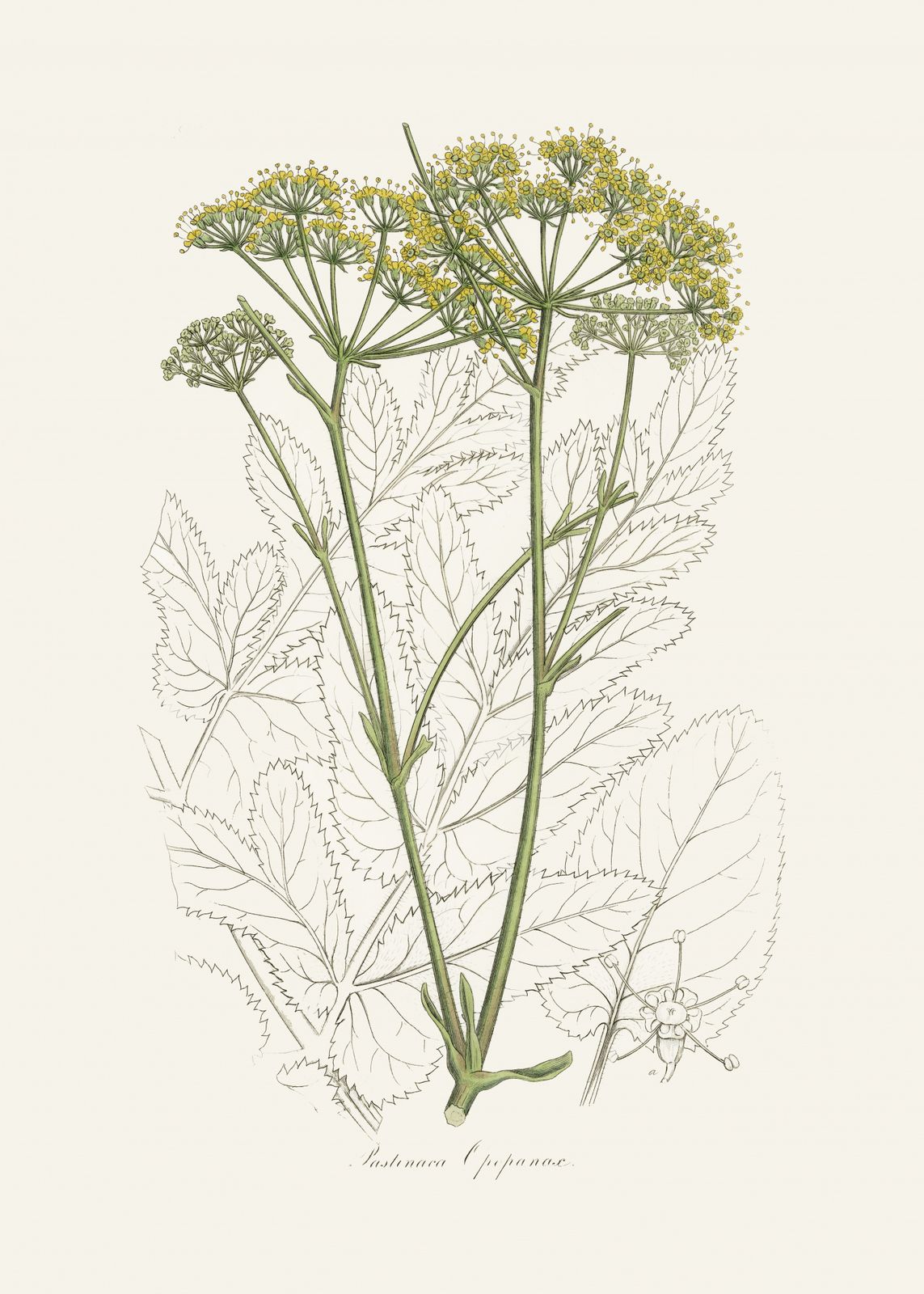 Poster - Botanical Illustration