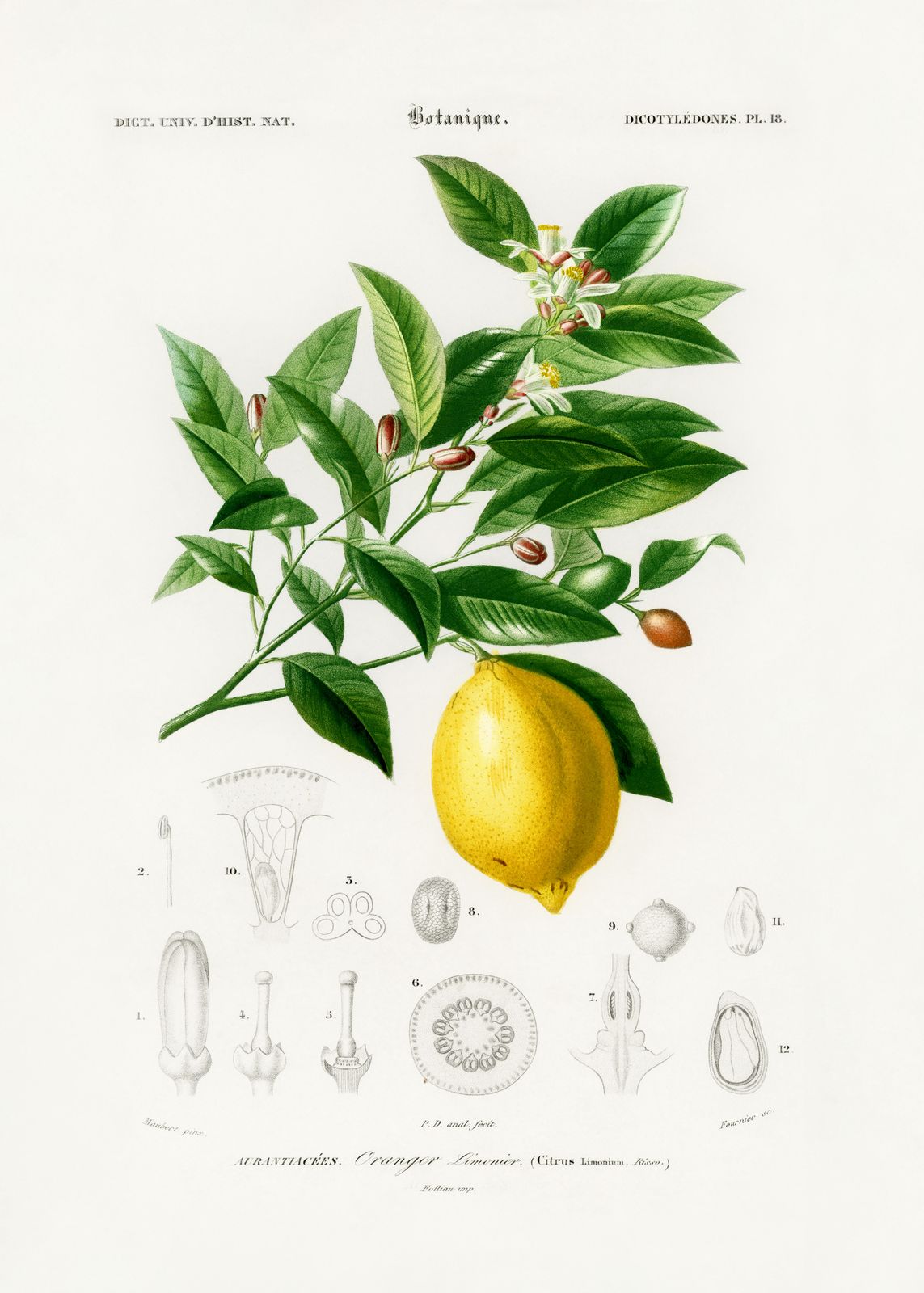 Poster - Botanical Lemon Illustration