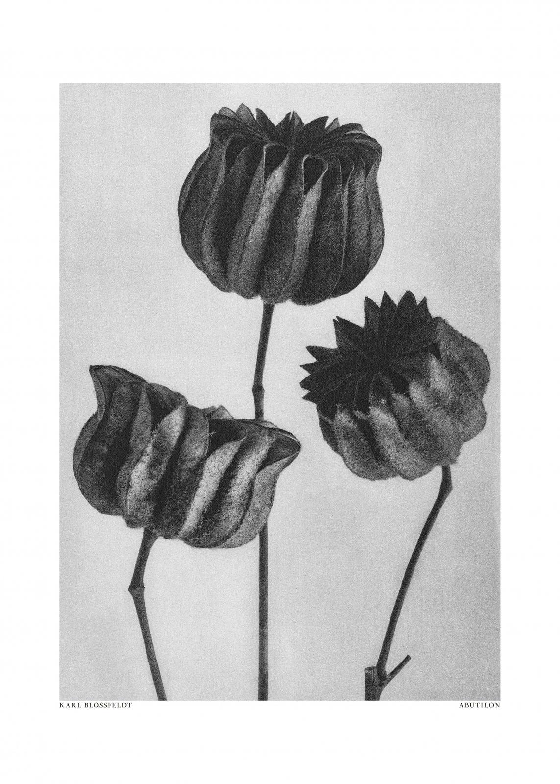 Poster - Abutilon by Karl Blossfeldt