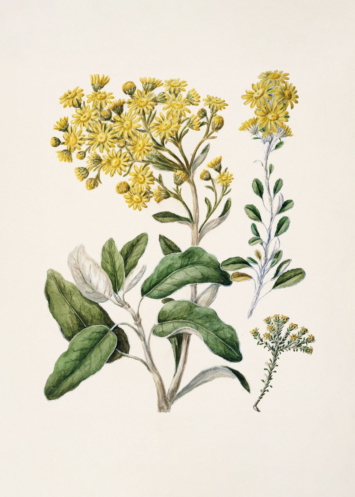 Poster - Botanical Illustration