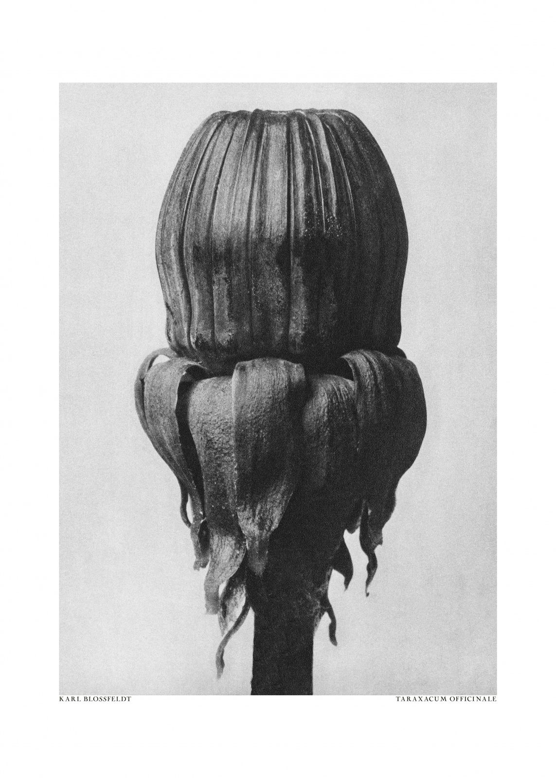 Poster - Taraxacum Officinale by Karl Blossfeldt