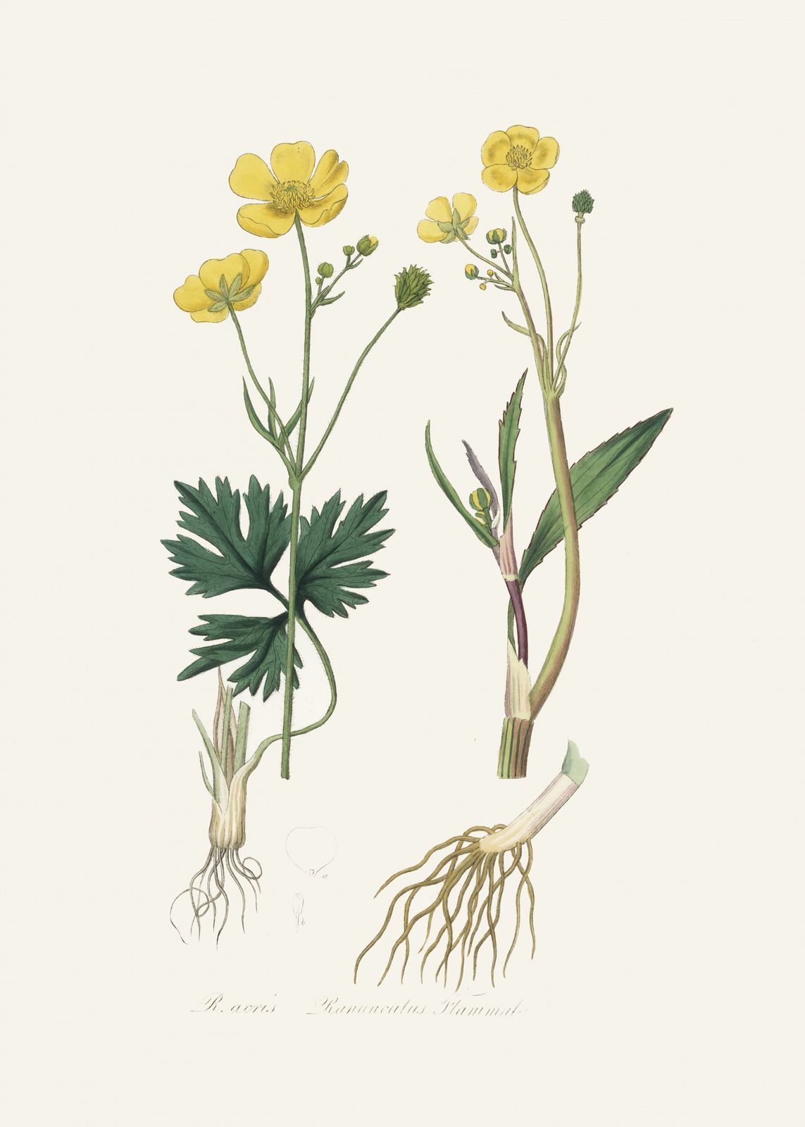 Poster - Botanical Illustration