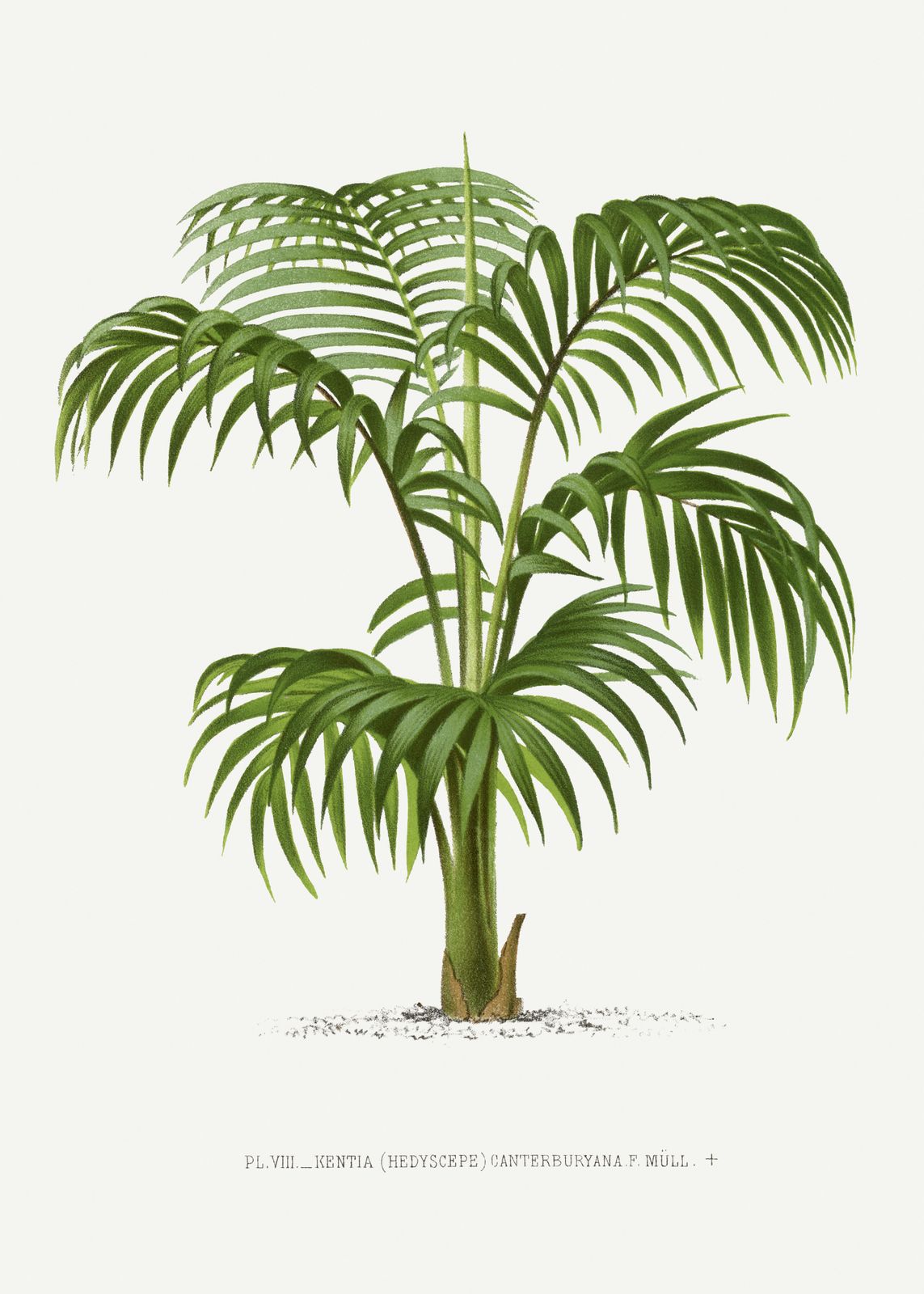 Poster - Kentia Palm Illustration