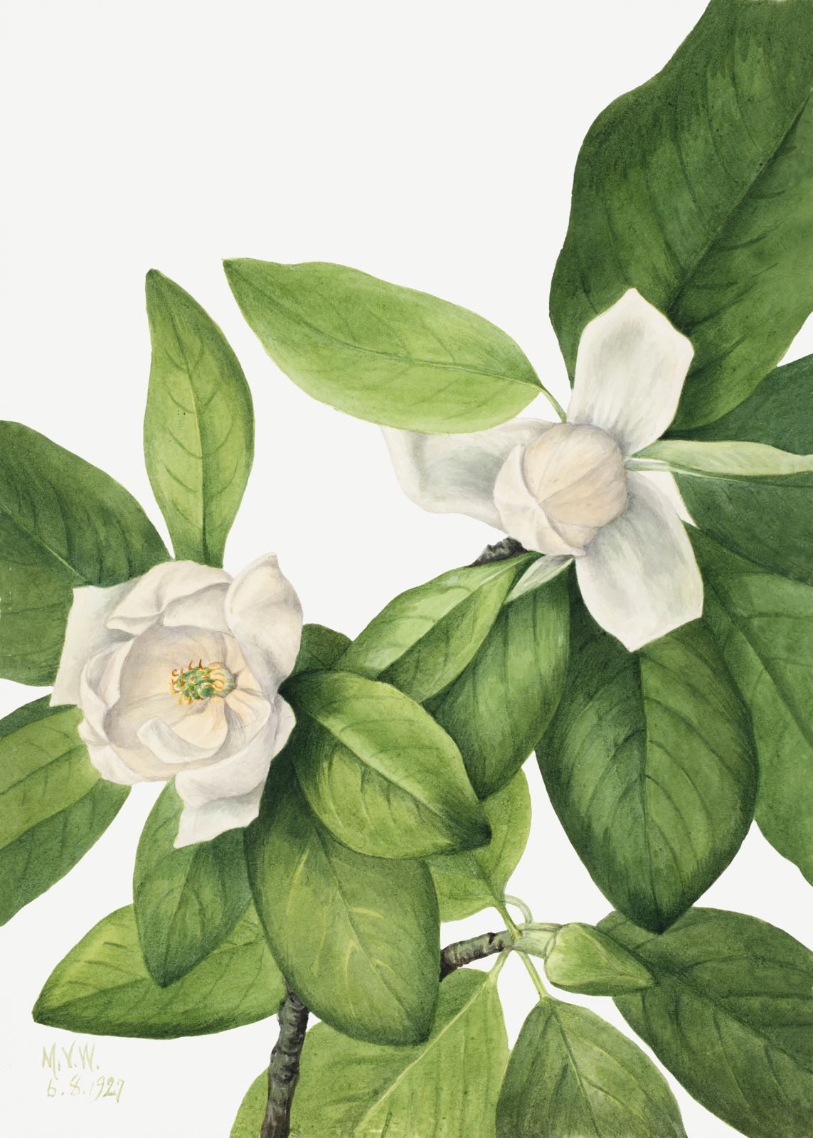 Poster - Botanical Leaves Artwork