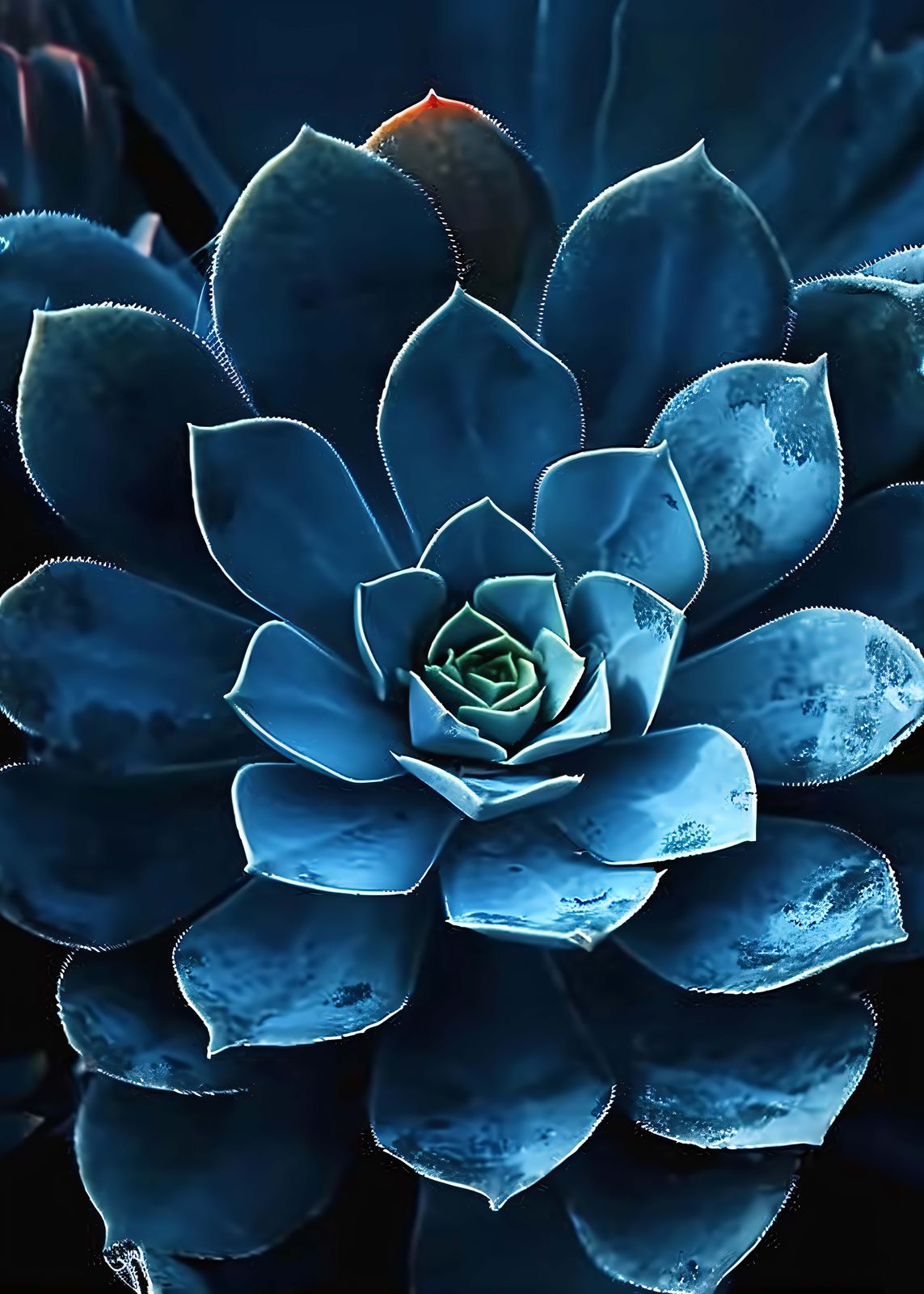 Poster - Blue Succulent