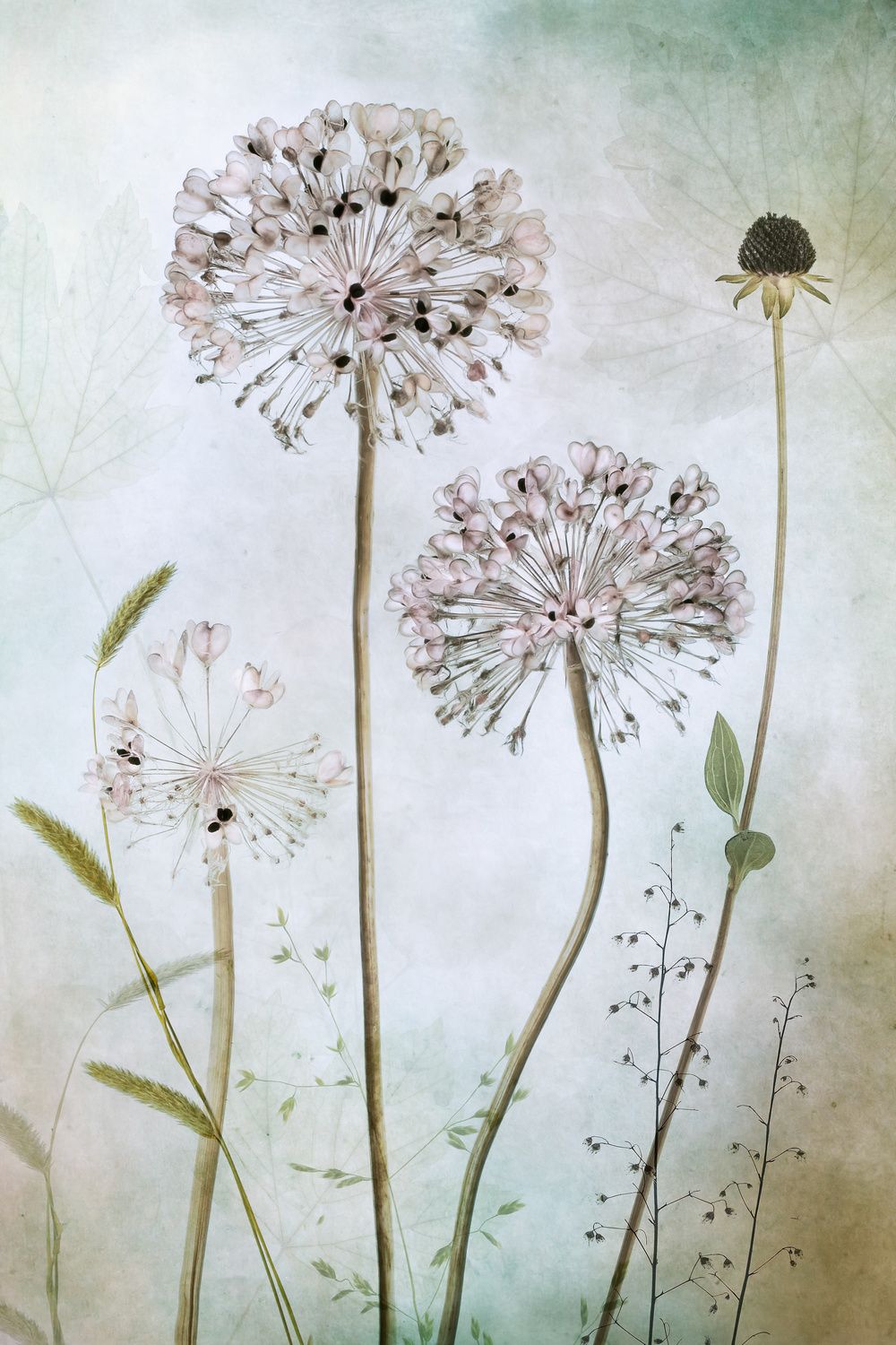 Poster - Botanical Elegance