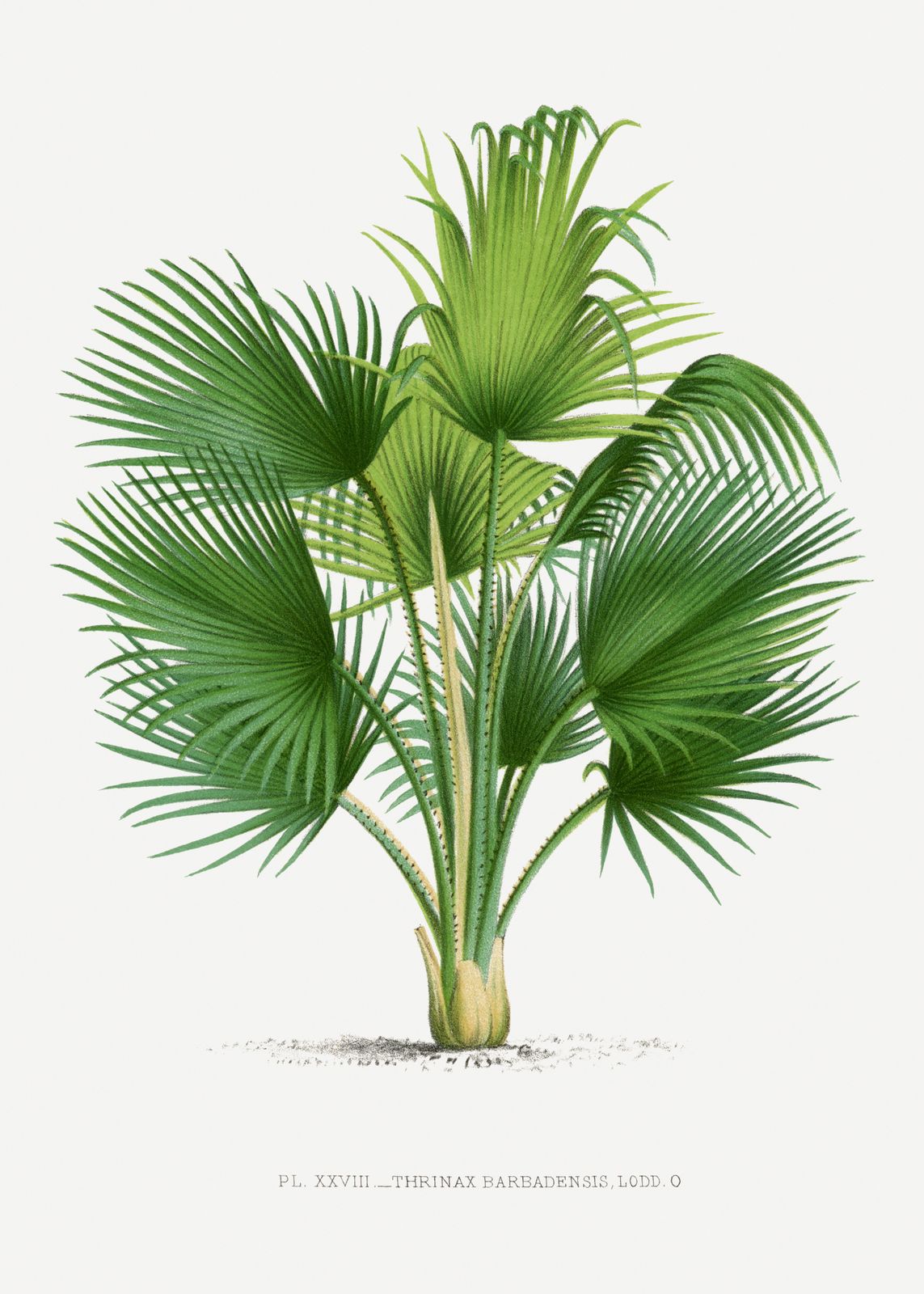 Poster - Botanical Thrinax Barbadenis