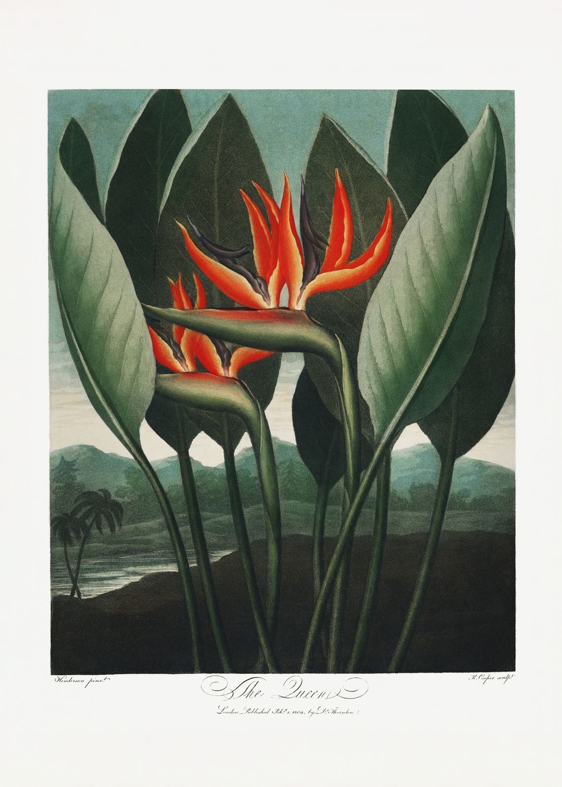Poster - Bird Of Paradise Flower