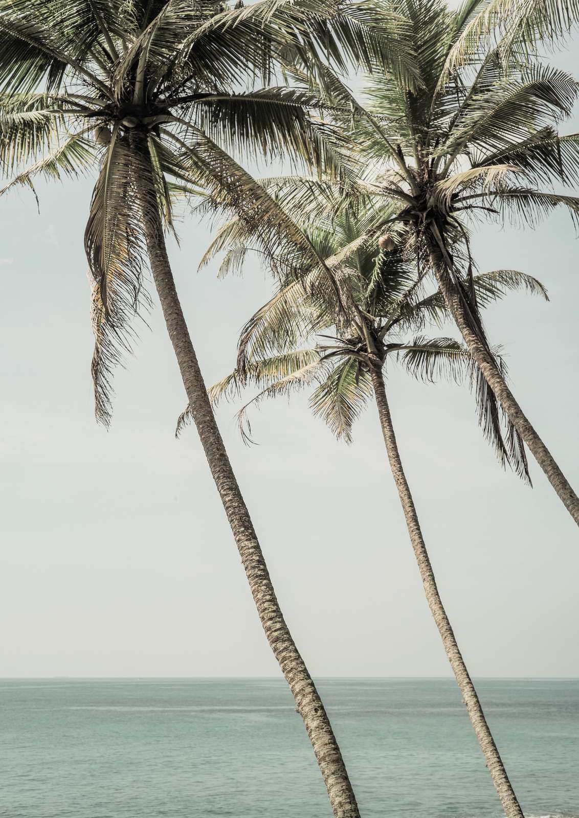 Poster - Palm Tree Beach Scene