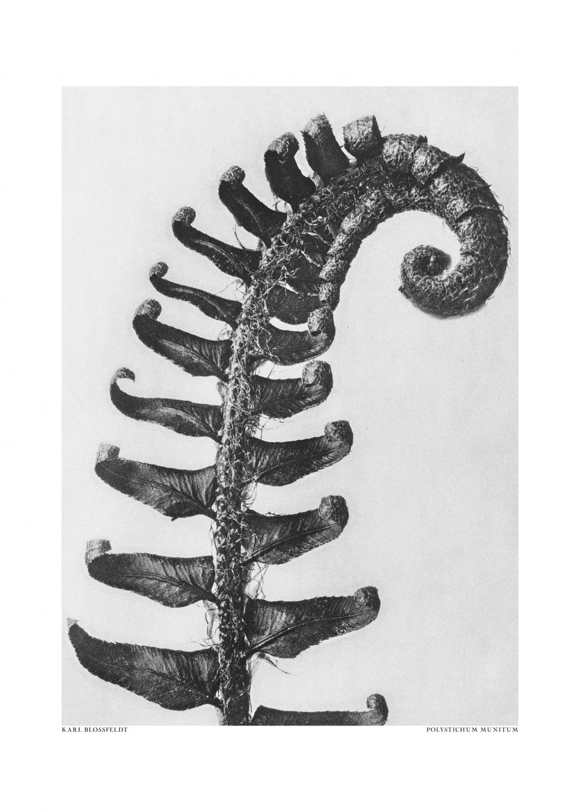 Poster - Polystichum Munitum by Karl Blossfeldt