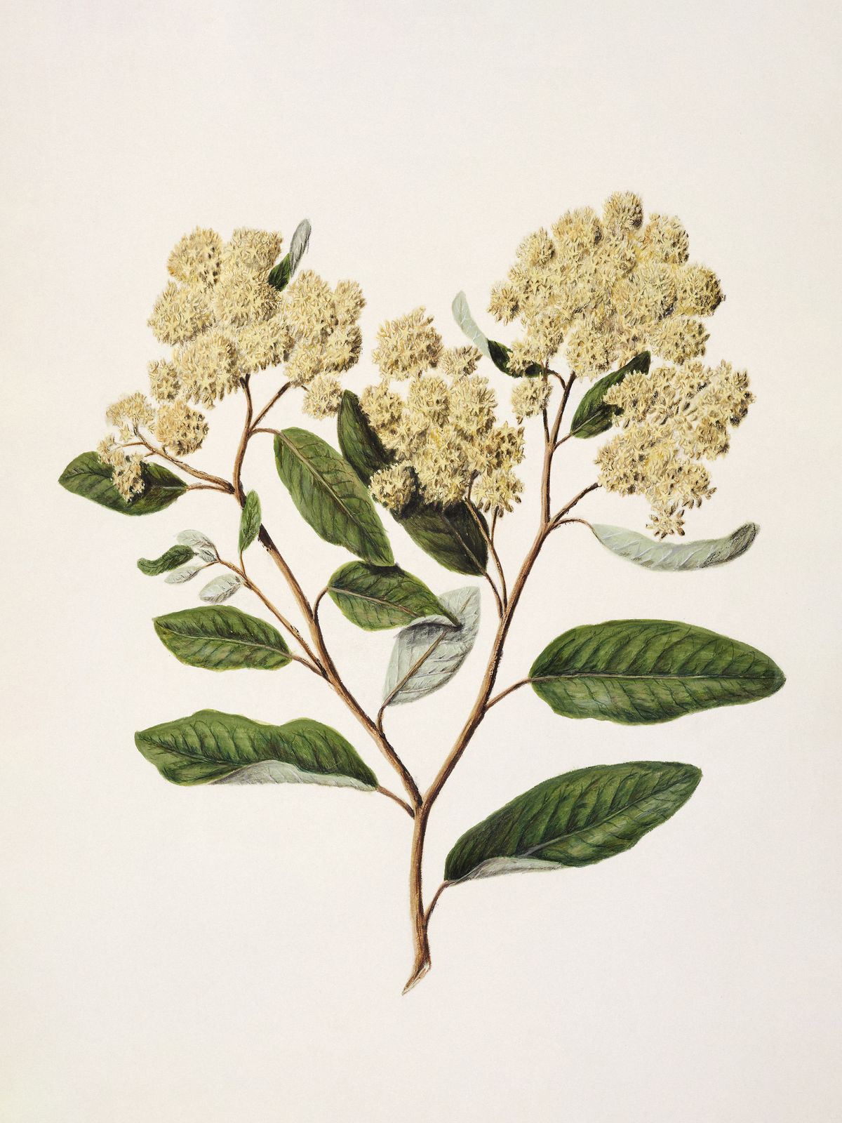 Poster - Botanical Flowers
