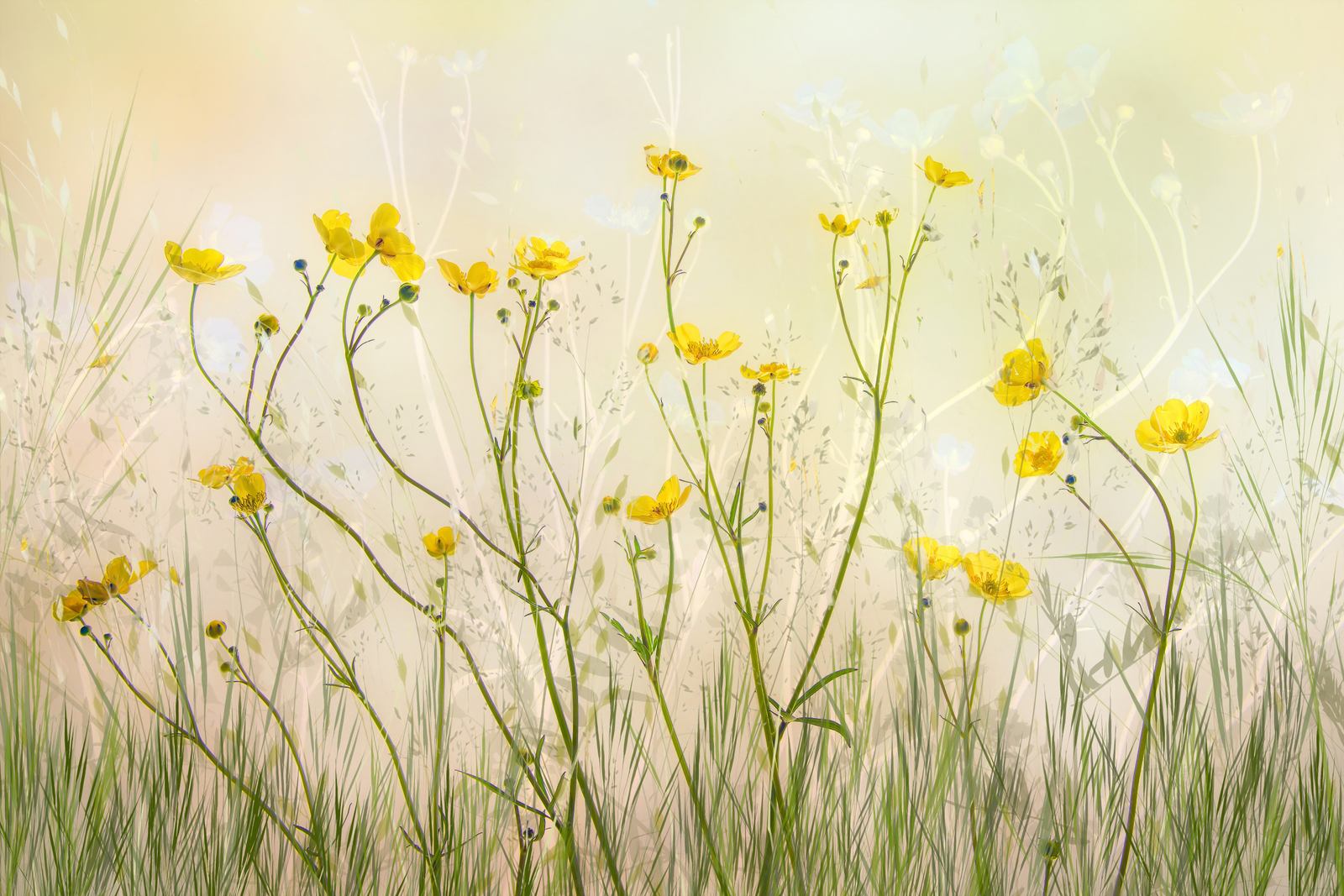 Poster - Yellow Flowers Meadow