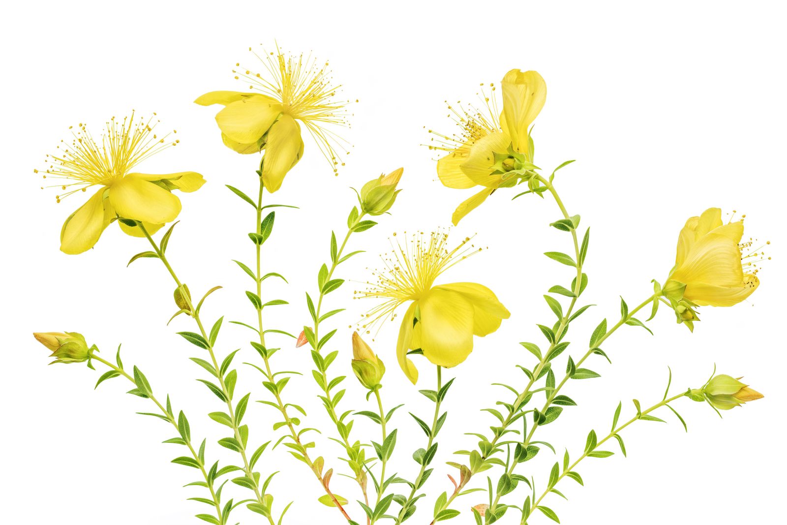 Poster - Yellow Florals