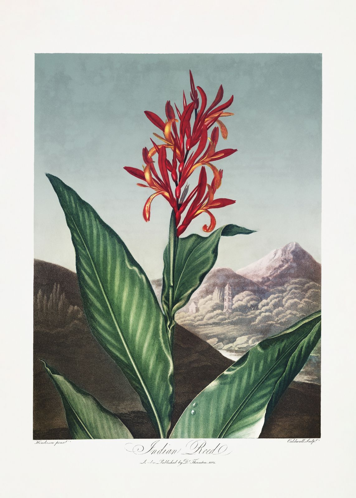 Poster - Indian Reed Botanical
