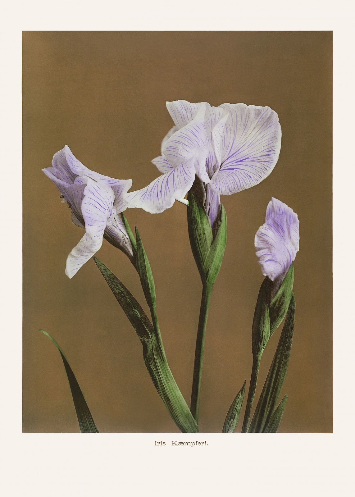 Poster - Iris Kaempferi