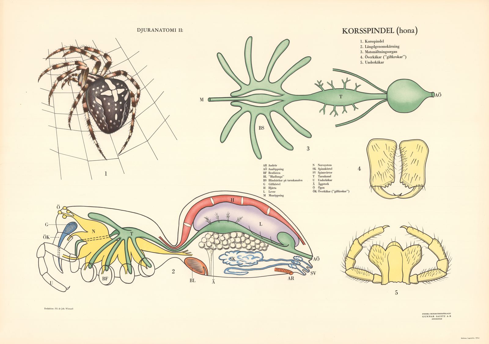 Poster - Spider Anatomy