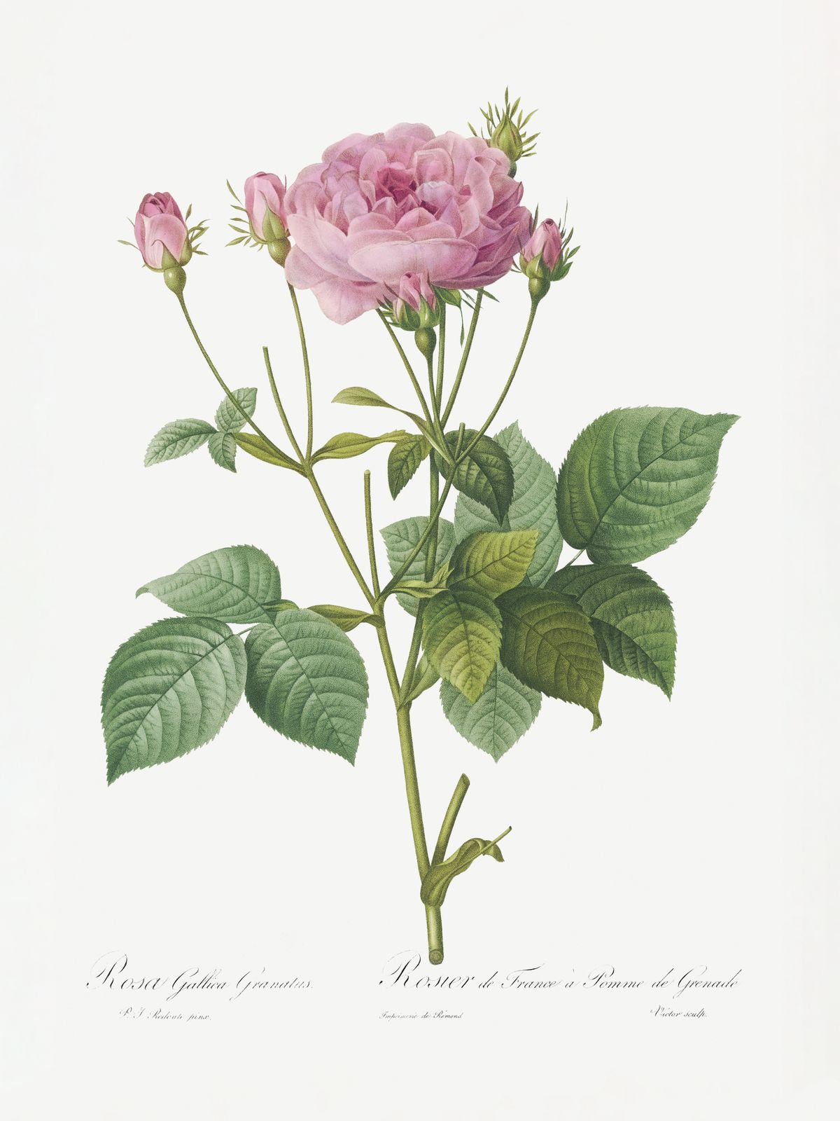 Poster - Botanical Rose Print