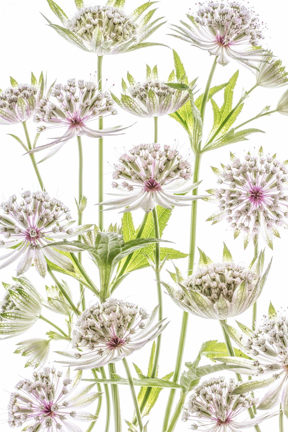 Poster - Botanical Floral Design