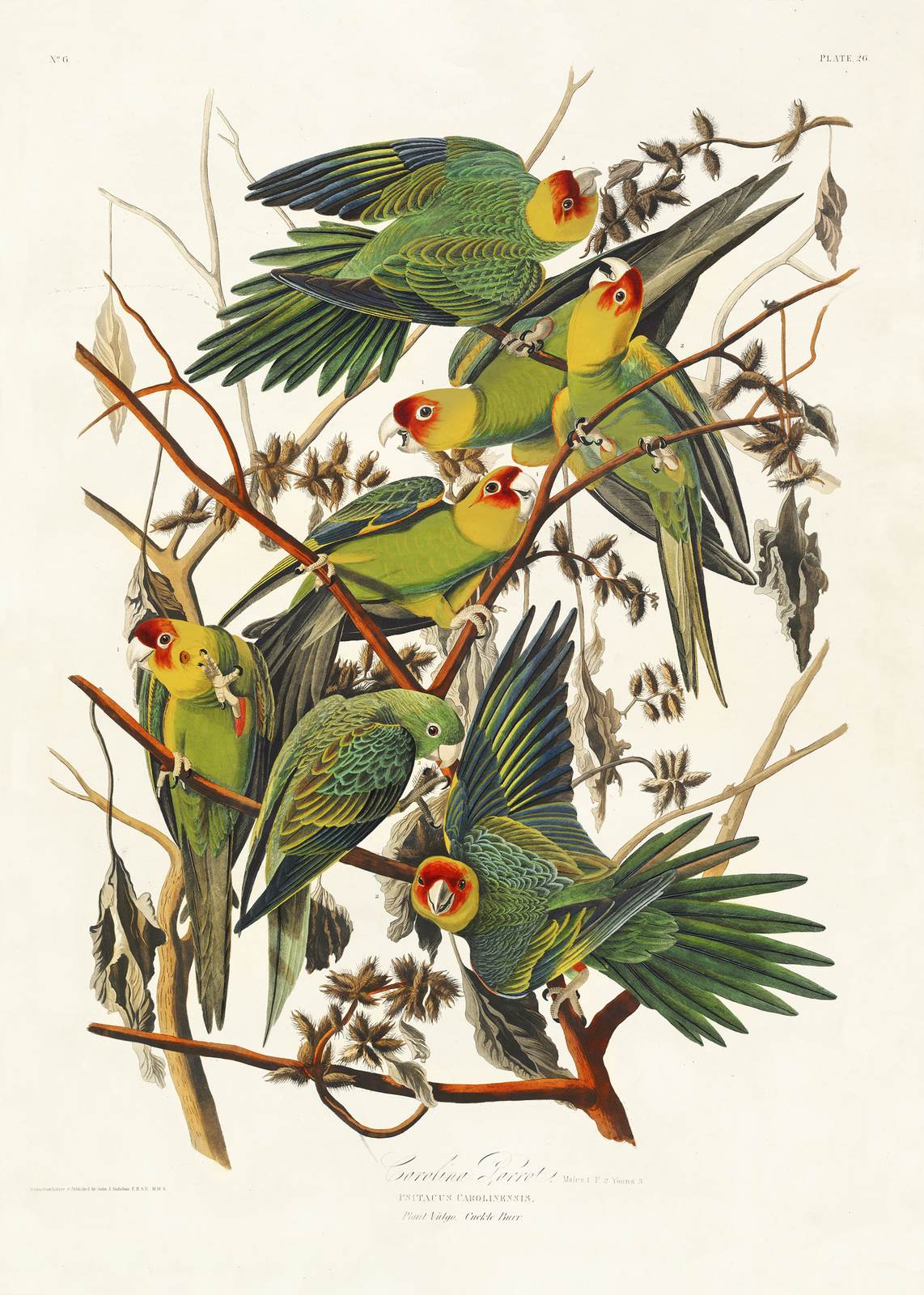 Poster - Carolina Parrots