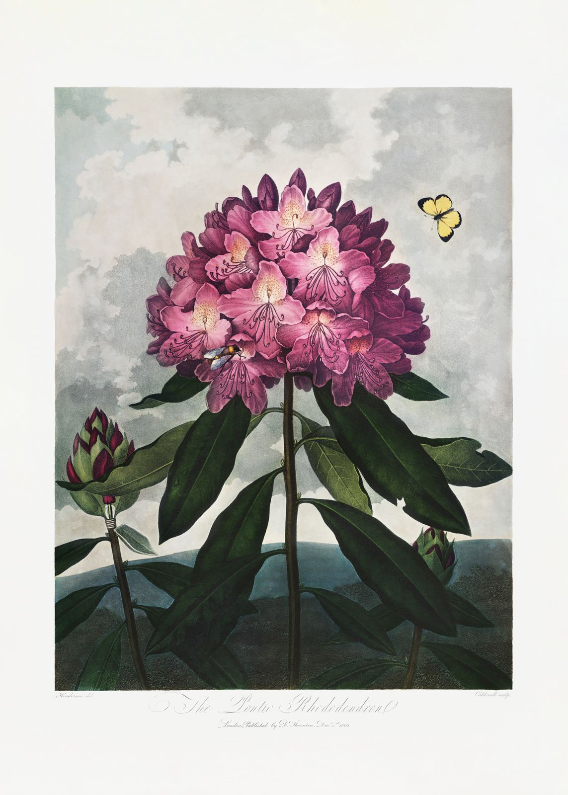 Poster - Rhododendron Botanical Art
