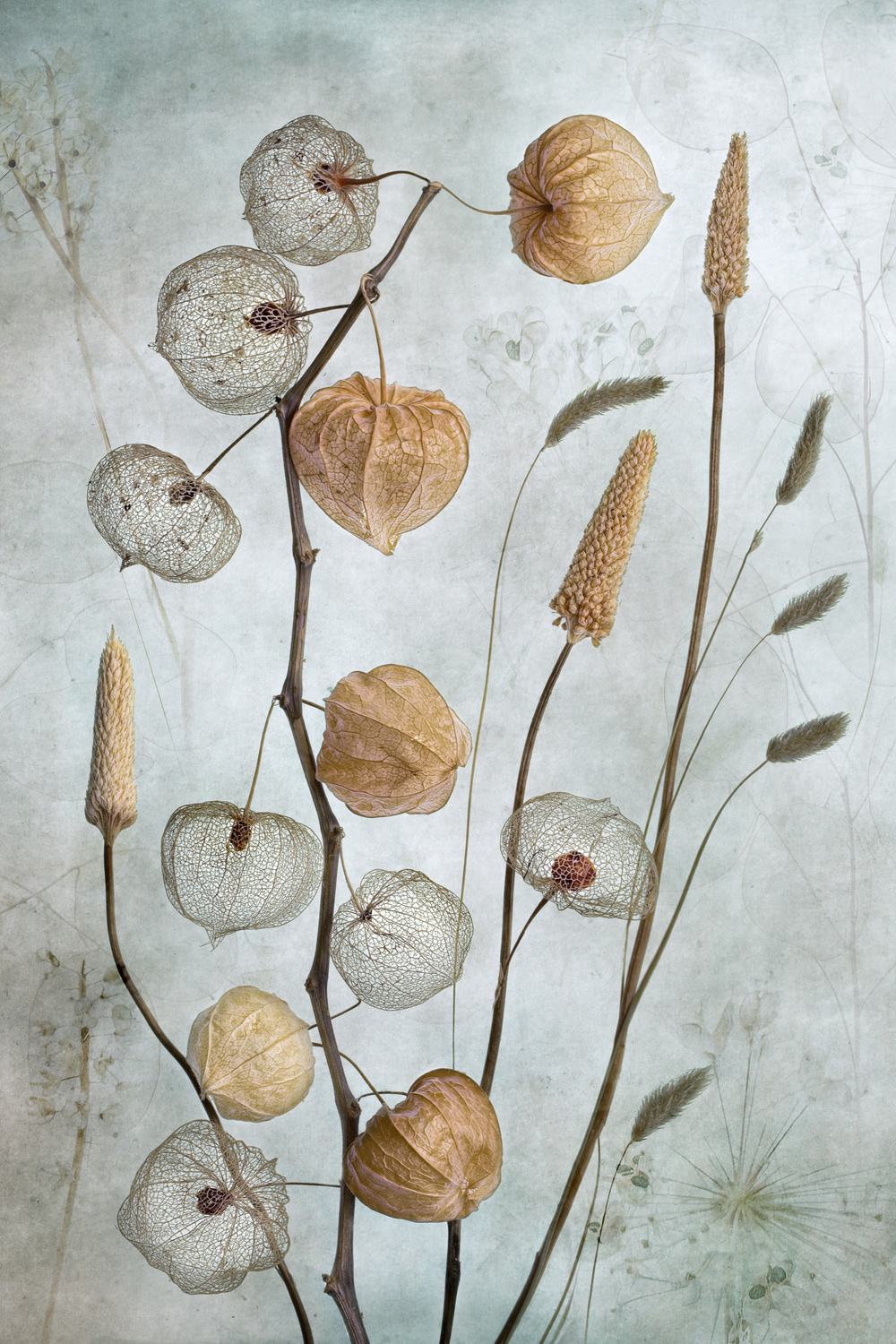 Poster - Botanical Art