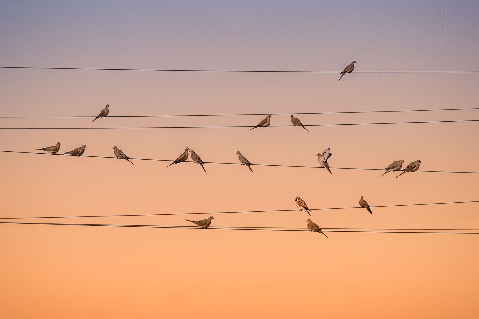 Poster - Birds on Wires
