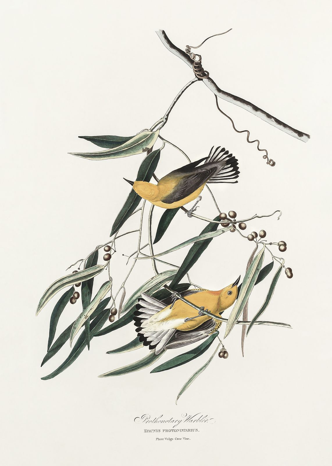 Poster - Prothonotary Warbler