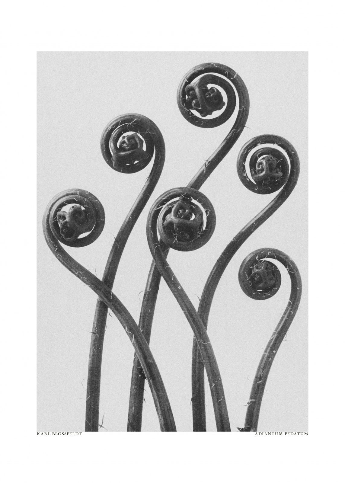 Poster - Adiantum Pedatum by Karl Blossfeldt