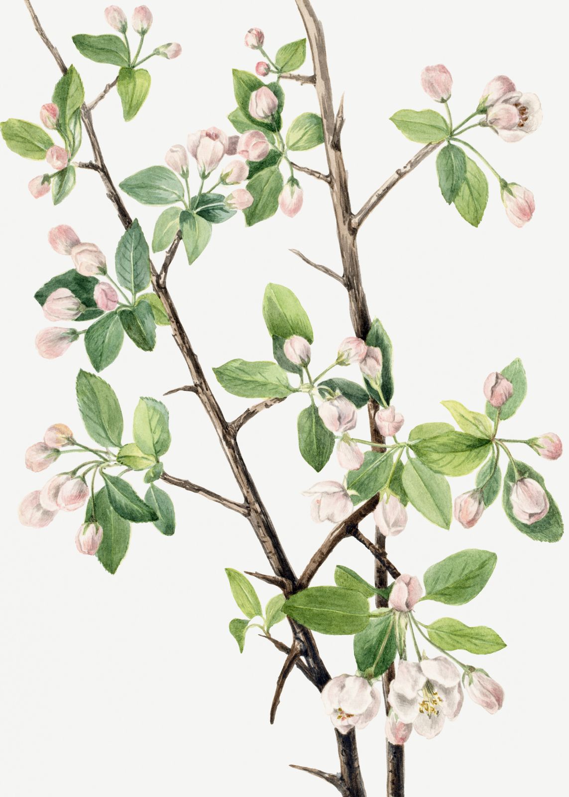 Poster - Botanical Apple Blossoms