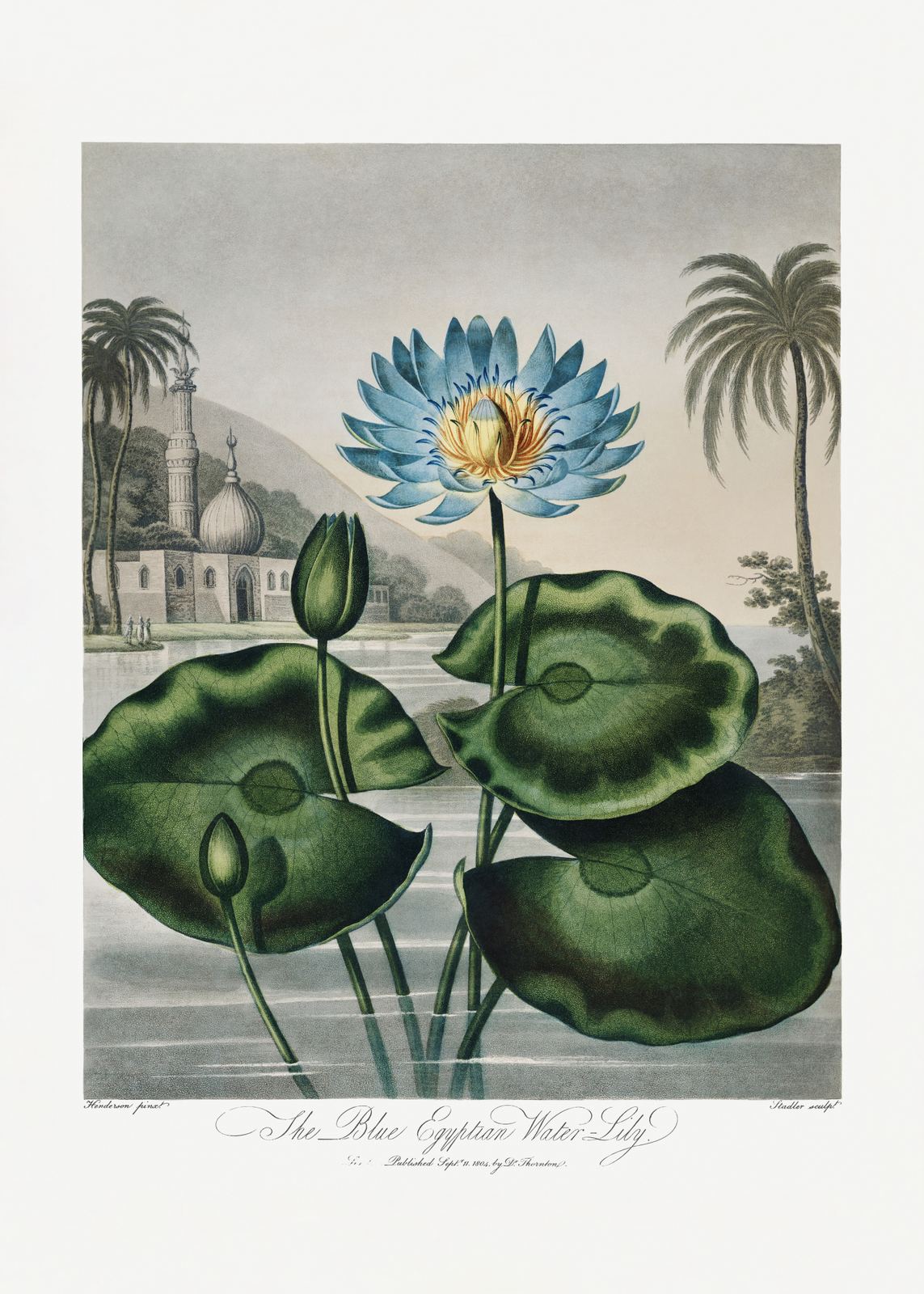 Poster - Blue Egyptian Water-Lily