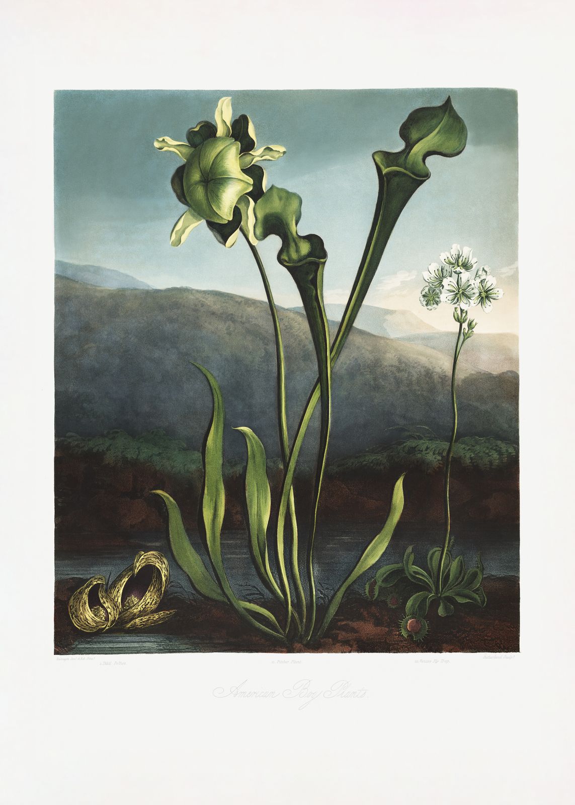 Poster - American Bay Plants